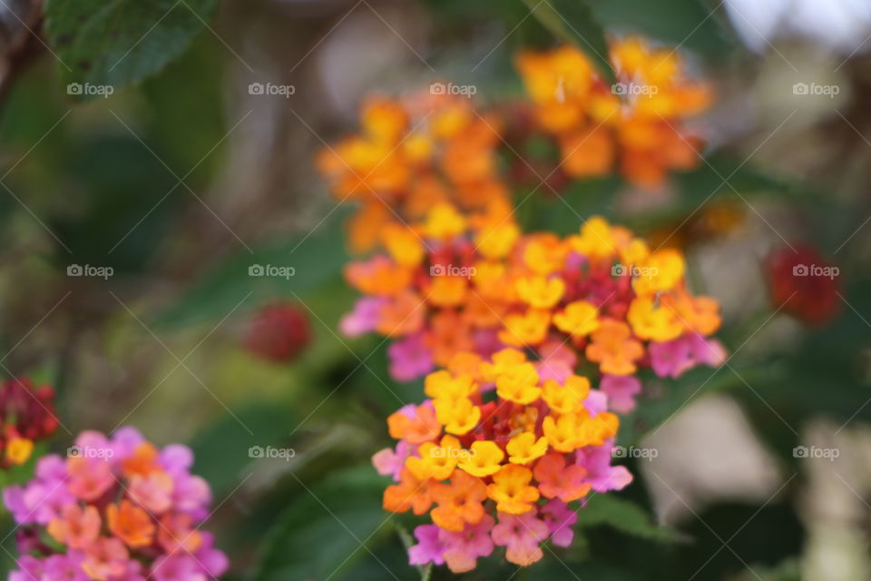 Tropical colourful flower 