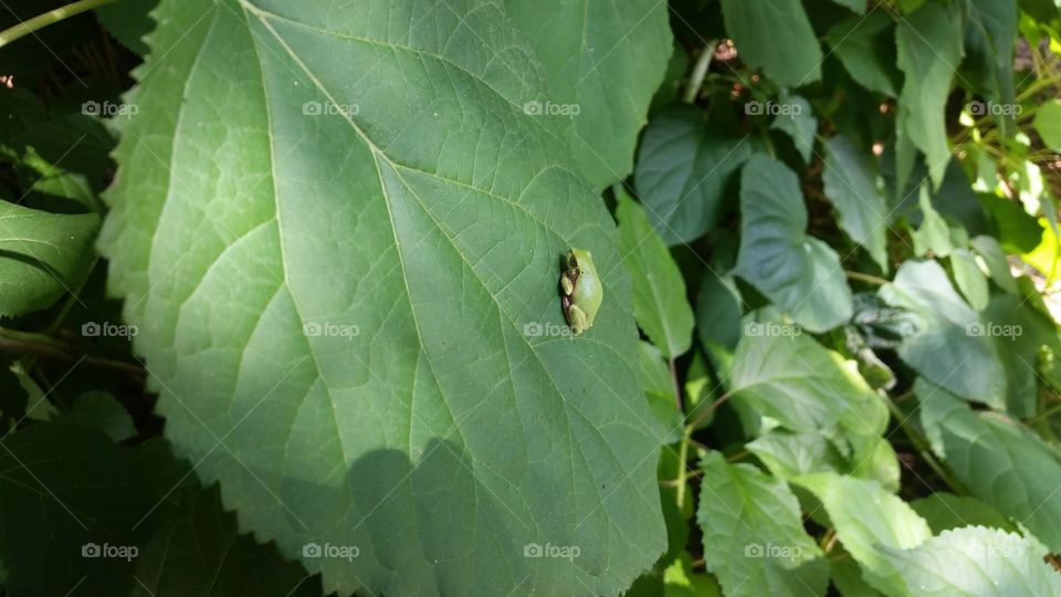treefrog