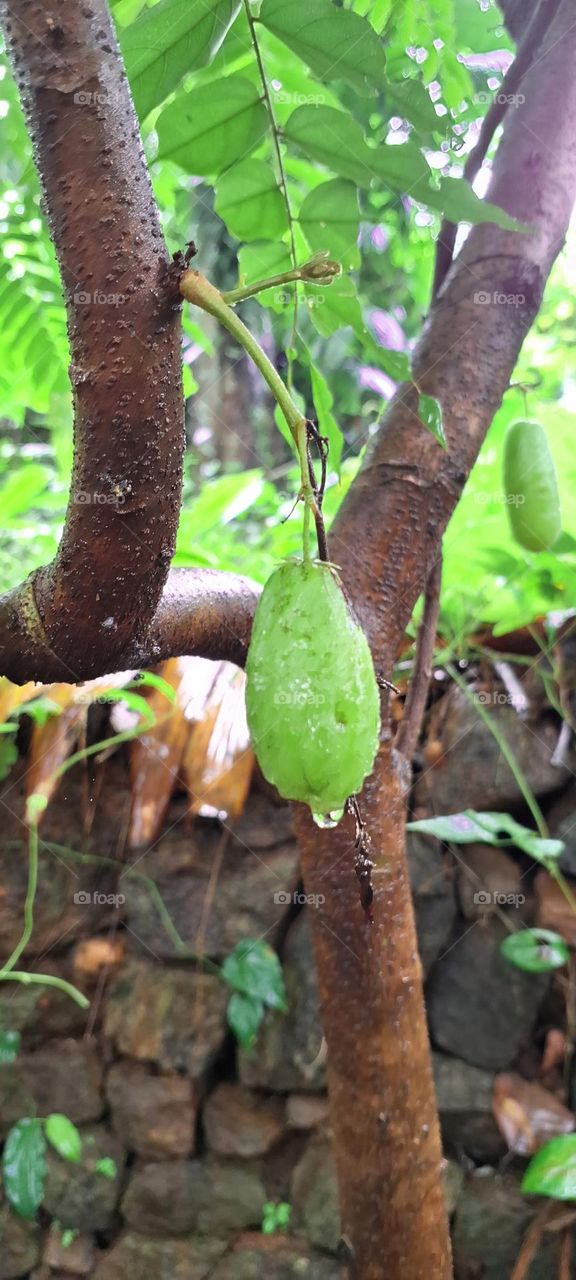 wuluch star fruit