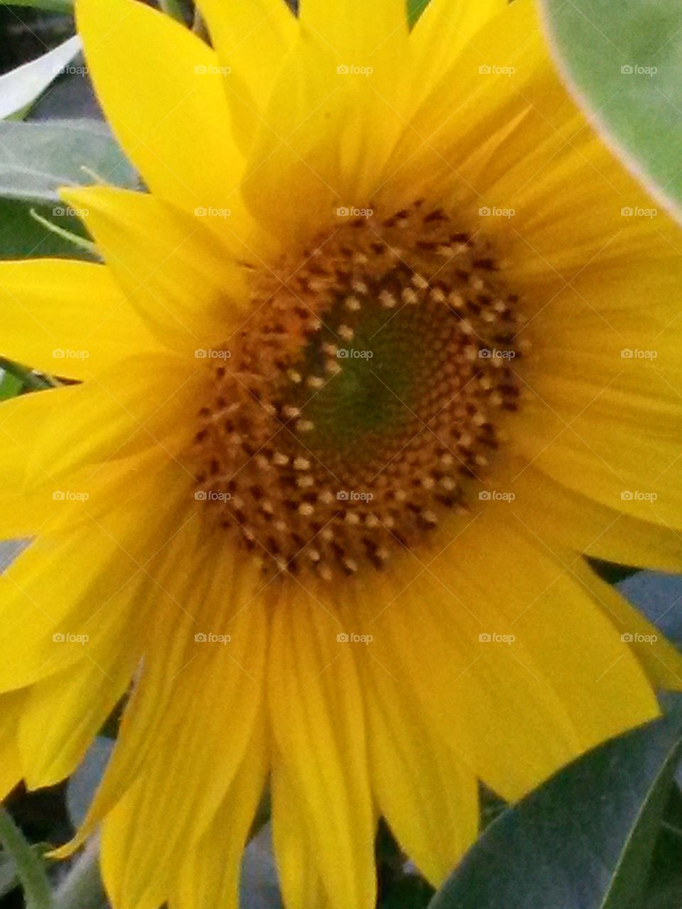Nice sunflower