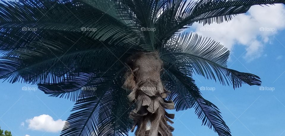 Beautiful Palm Tree up close summer
