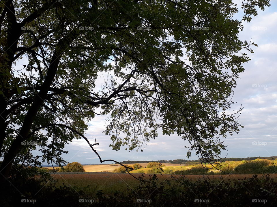 Tree, Landscape, No Person, Nature, Wood