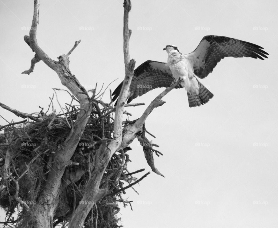 Osprey- Bird of Prey landing 