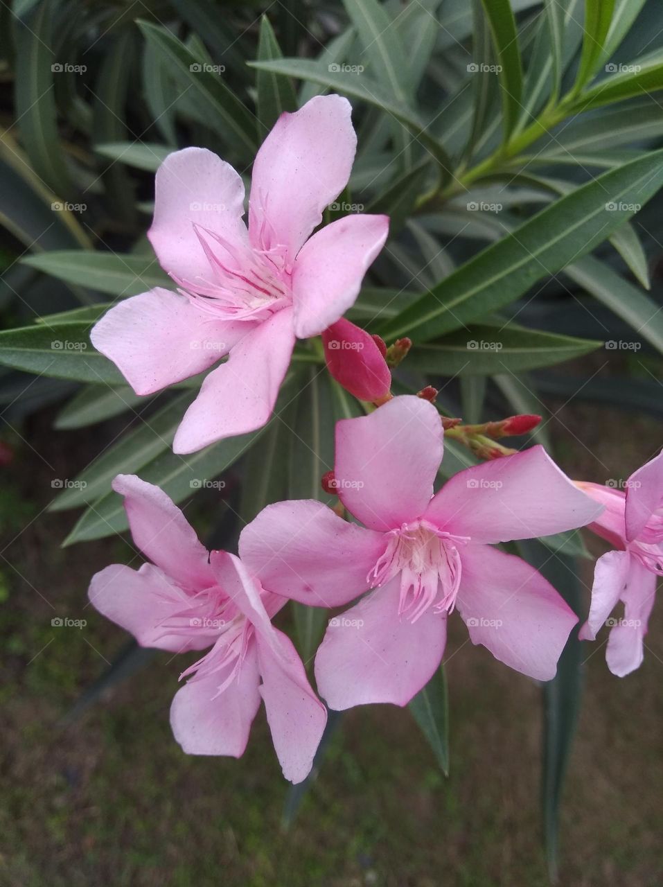 pink flower seasonal fresh shurb small size looks very beautiful generally found everywhere