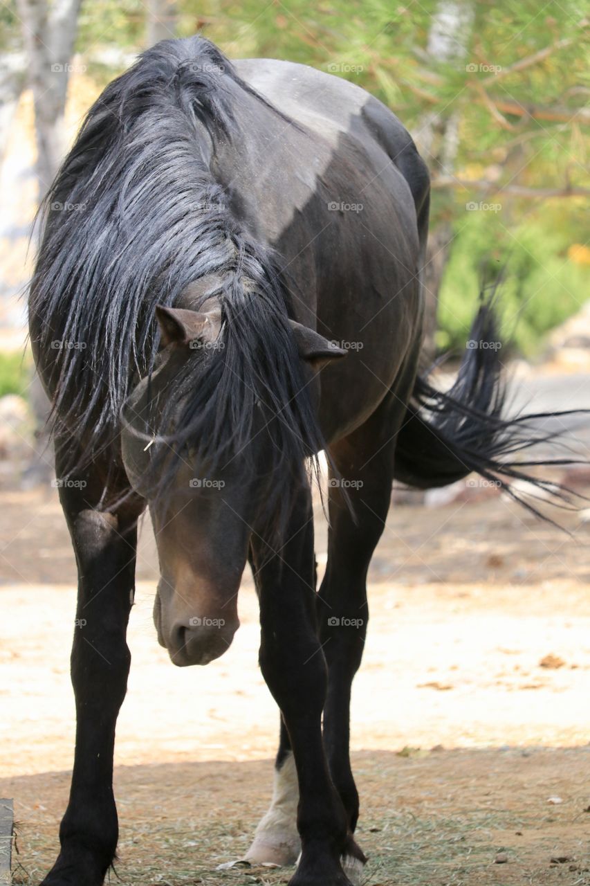 Wild black mustang stallion 