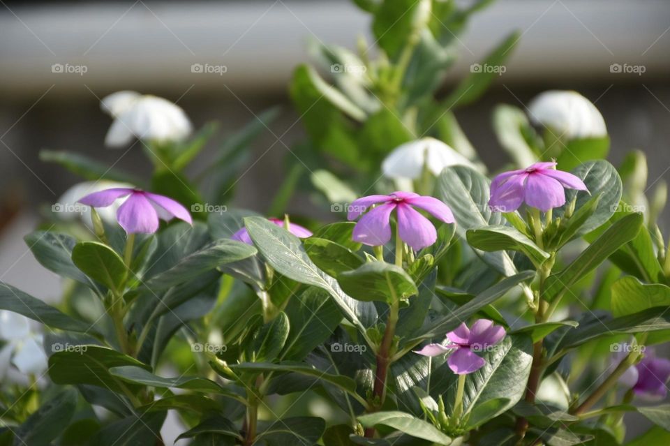 I have taken this photo of flowers from my roof garden. The scientific name of nayantara is Catharanthus roseus, from the Apocynaceae family. The English common name of this plant is Rose Periwinkle, Old-Maid or Madagascar Periwinkle.