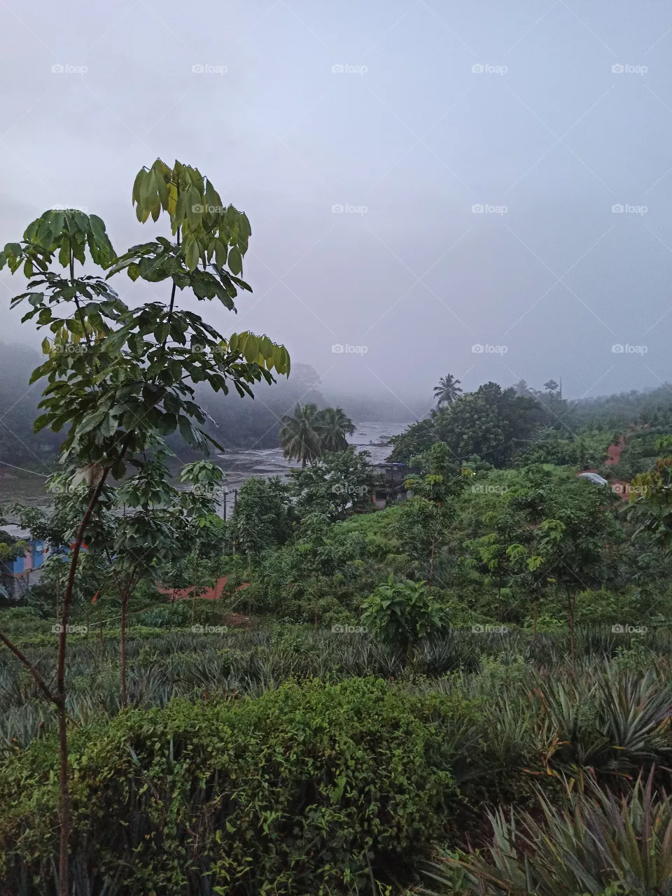 manimala river