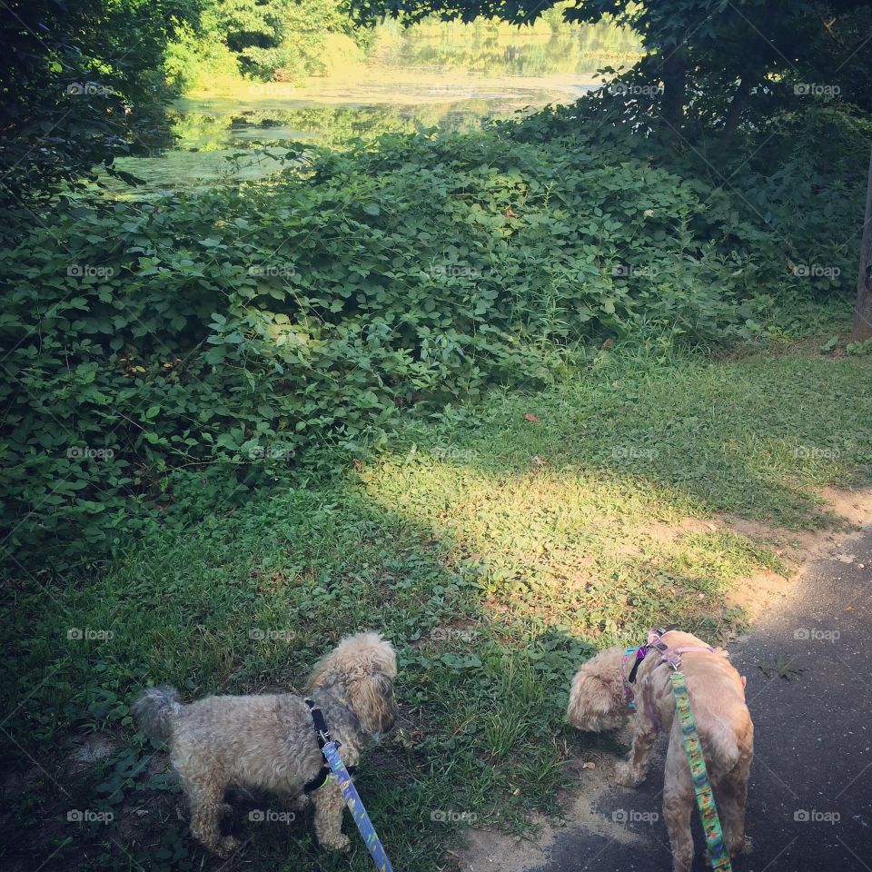 A stroll in the park. Beautiful summer stroll with two of my favorite souls