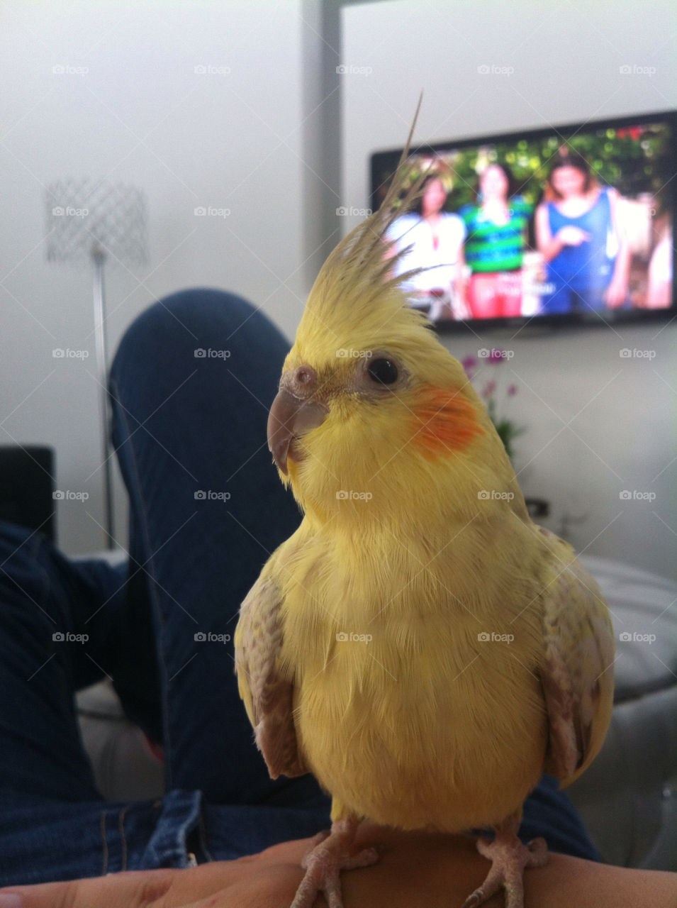 macro close bird tv by nectarb