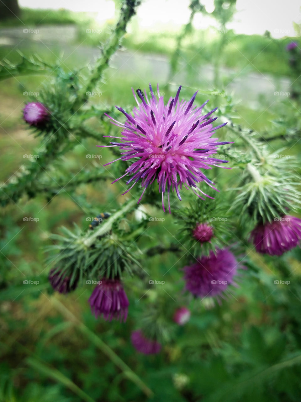 wild flowers