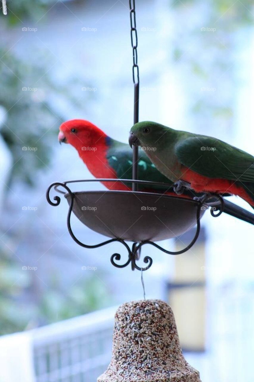 Pair of King Parrots