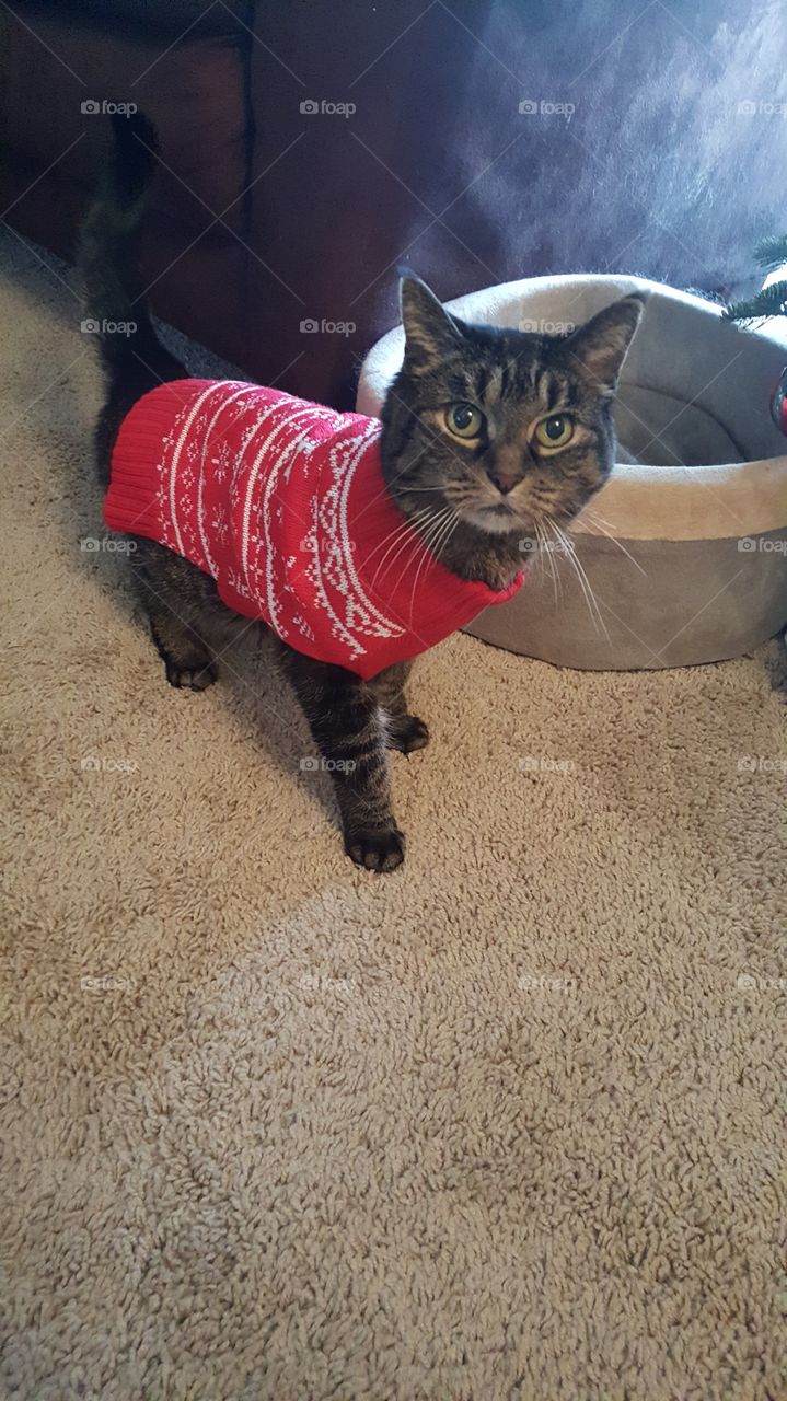 cat wearing a Christmas sweater