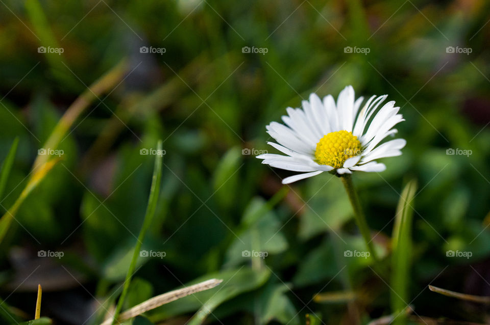 Close up of a daisy 