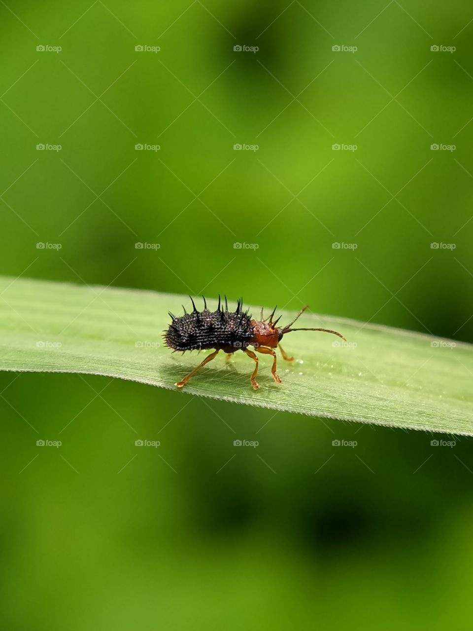 A red winged thorn bug is foraging on a leaf. This is a rare bug!