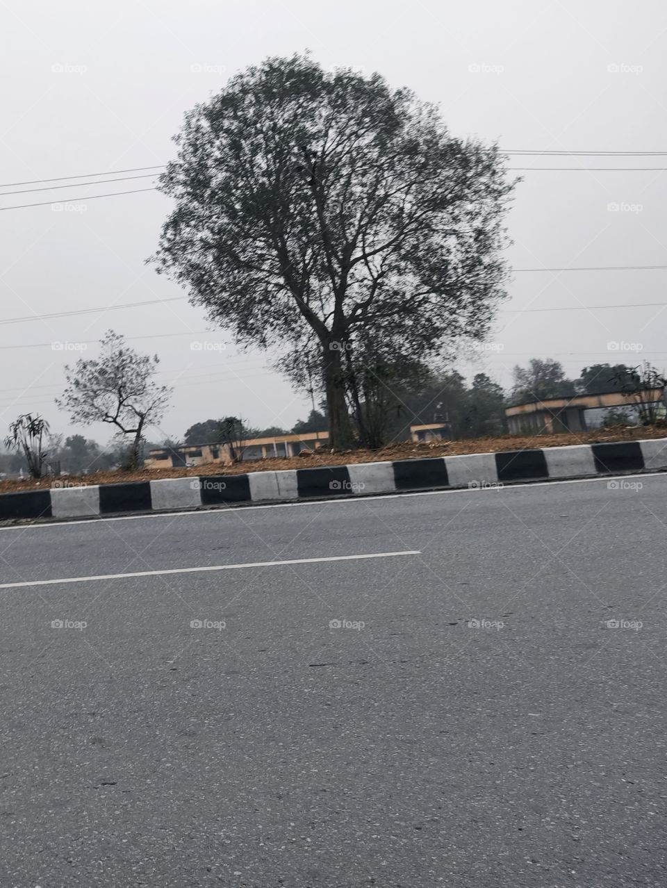 Tree🌳 and National highway🛣️