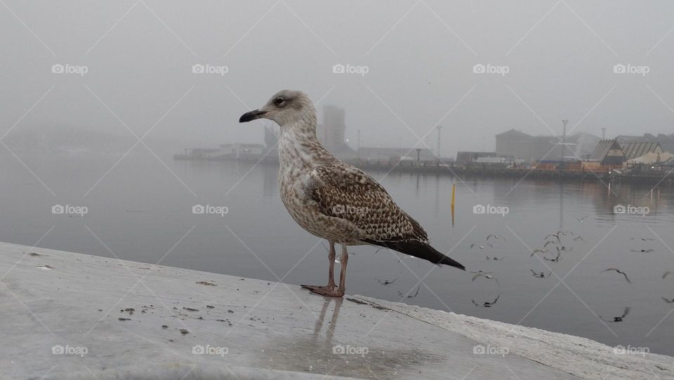 Let's start day 🕊️ Fog🕊️ Morning time 🕊️ City 🕊️