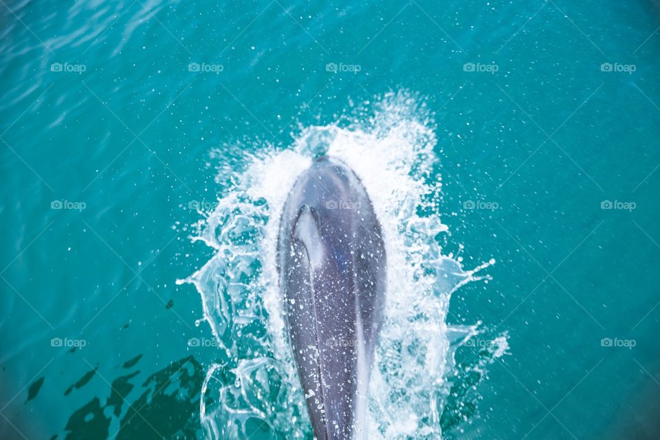 Dolphin splash