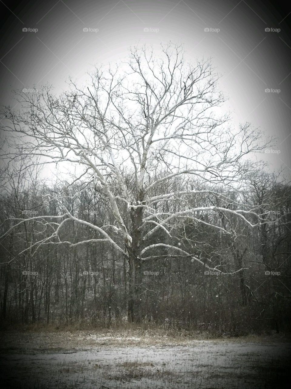 Granddaddy Sycamore, Saline Valley Conservation Area