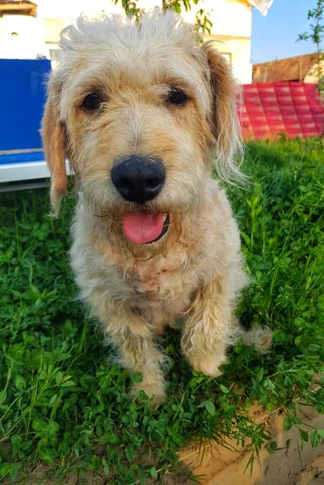 Dog being happy in front of the camera