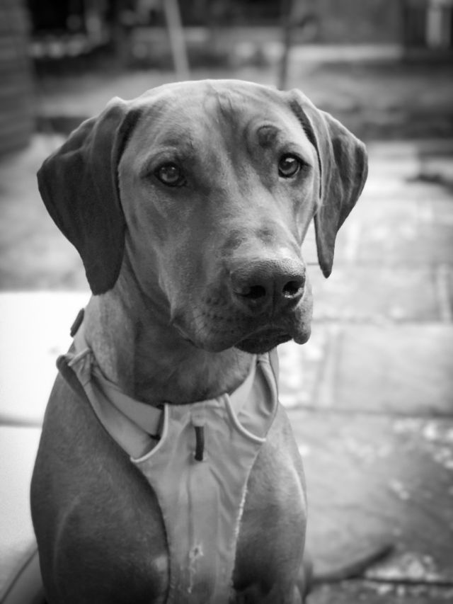 Beau