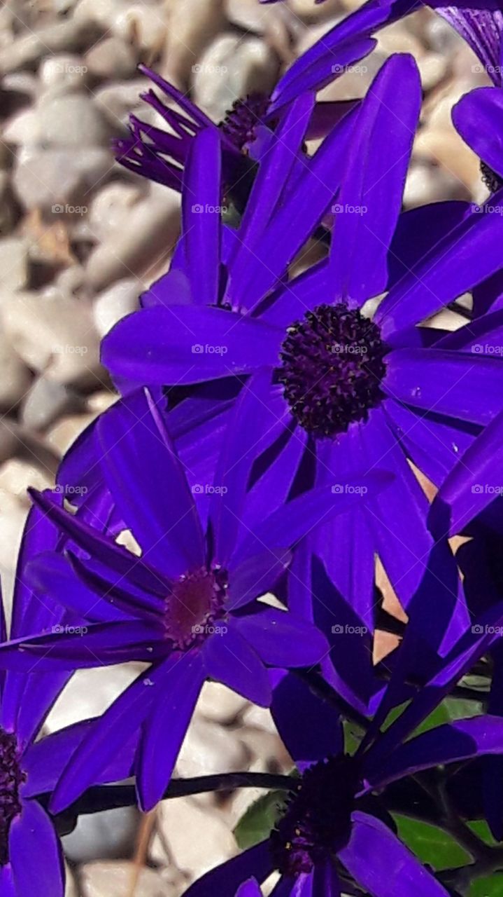 violet flowers closeup