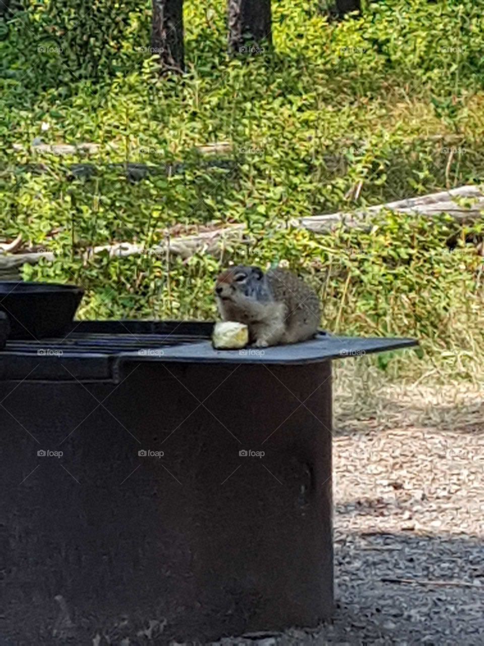 squirrel eatting pineapple
