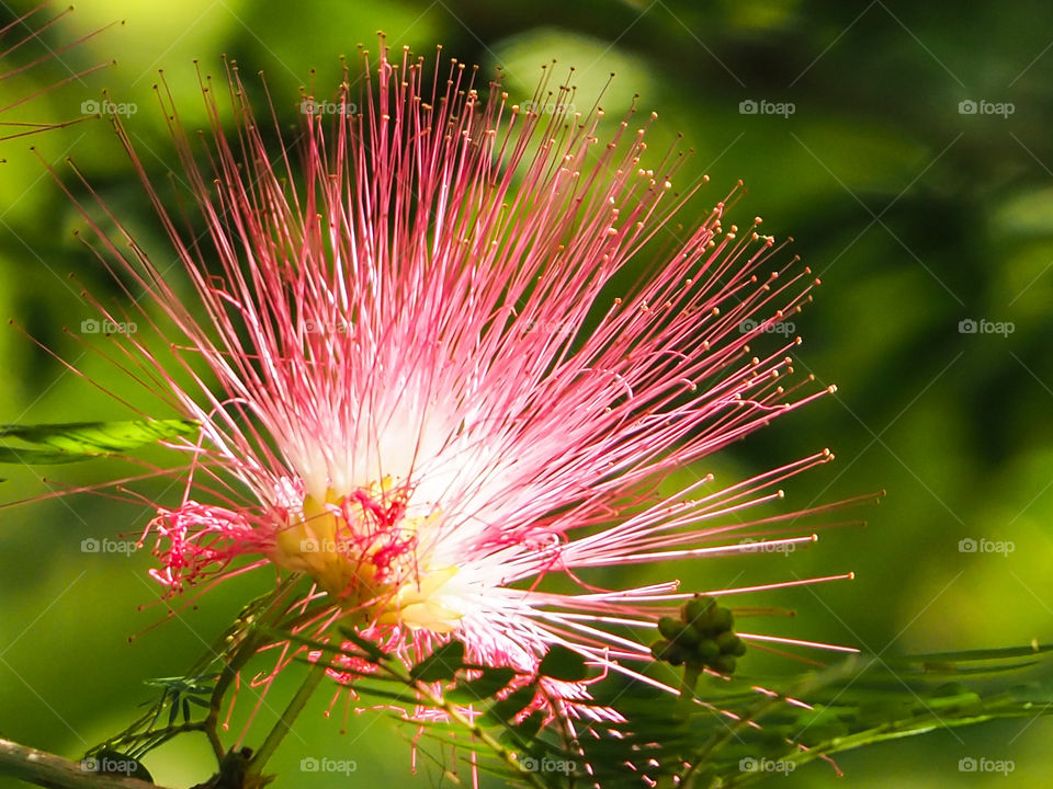 Mimosa tree flower