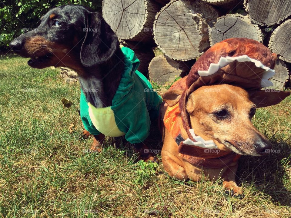 This is Pebbles (left) and Hover (right). Pebbles is two and Hover is eleven. Unfortunately, Pebbles' costume doesn't fit her quite right.