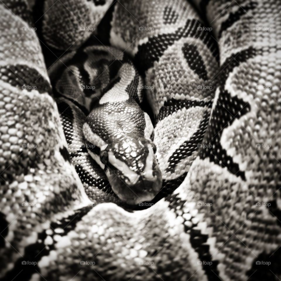 A black and white photo of a small ball python taking a nap, using itself as a pillow.