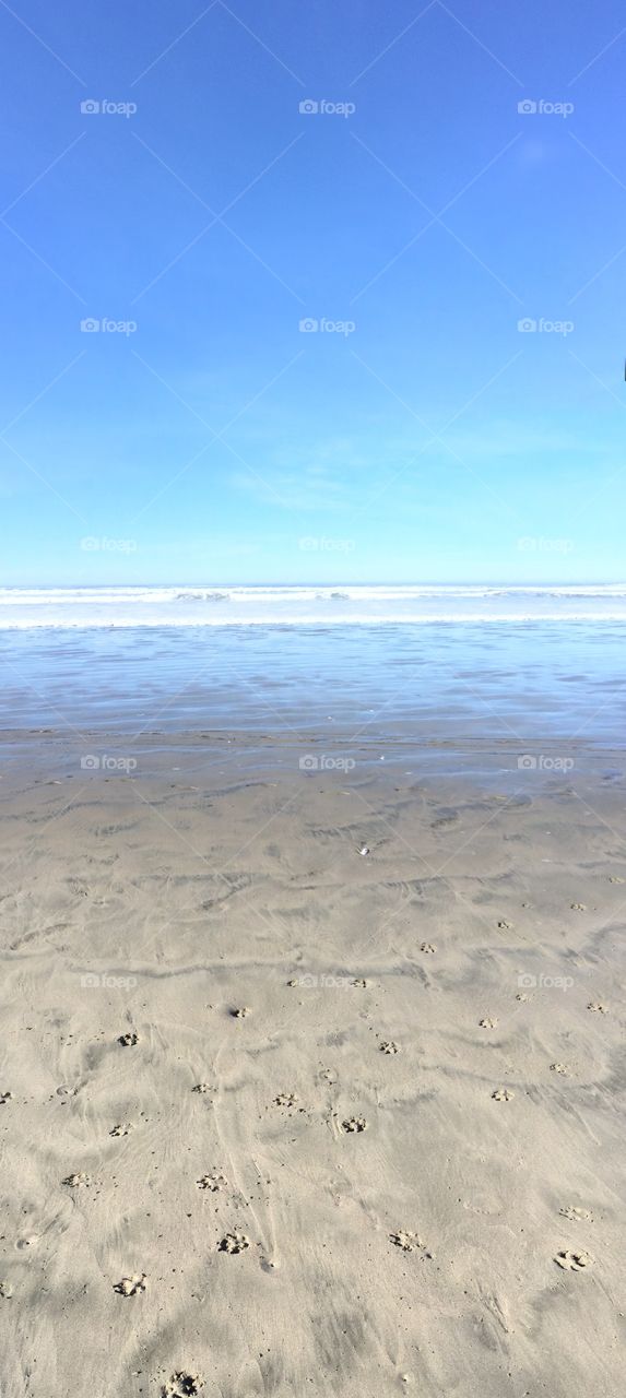 Dog prints on the beach