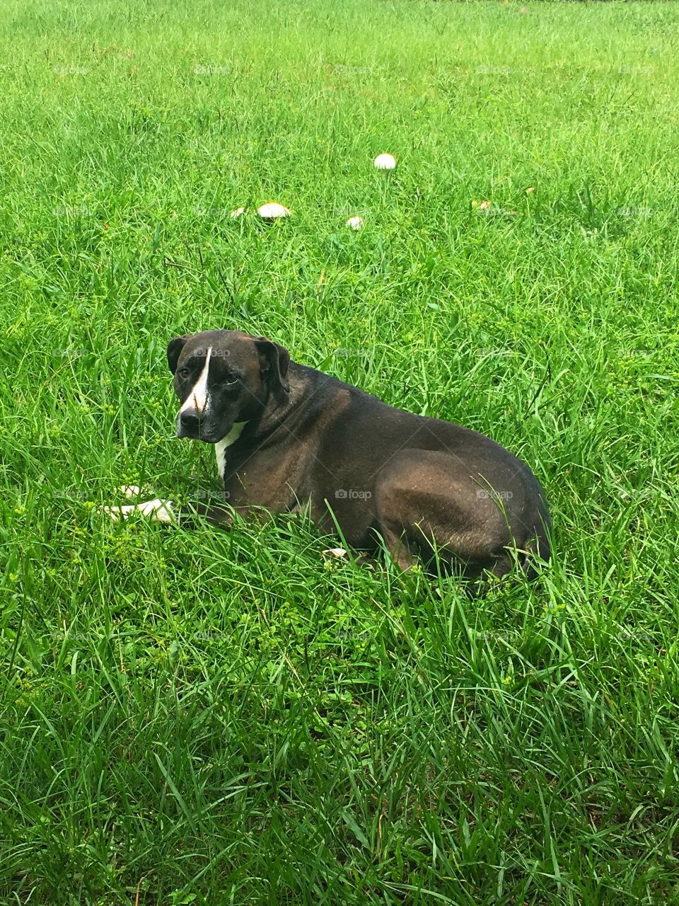 Dog relaxing in grass