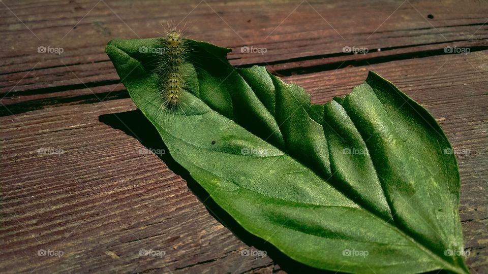 Lunch. A caterpillar eating my basil