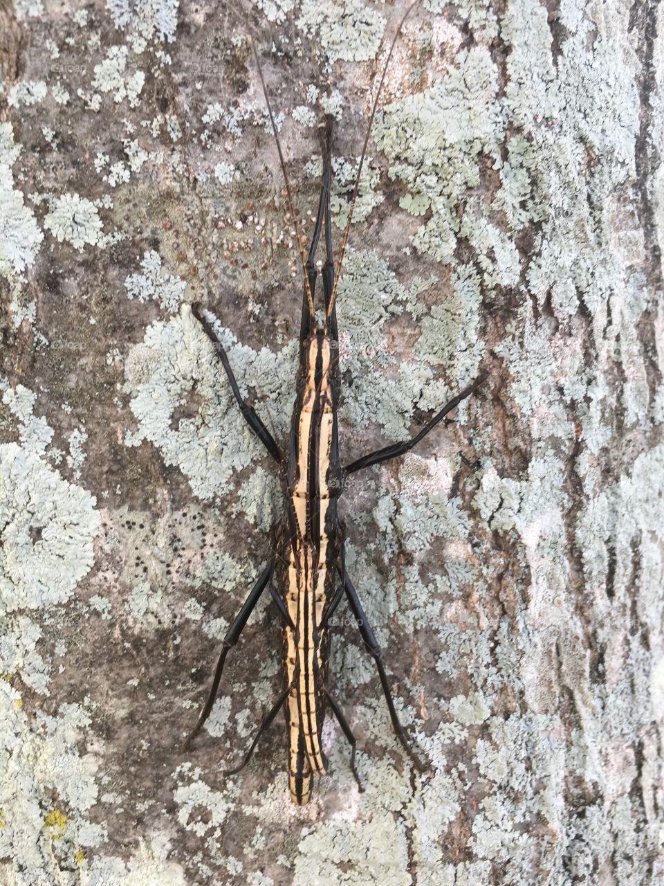 Two insects sitting on top of each other on the tree. 