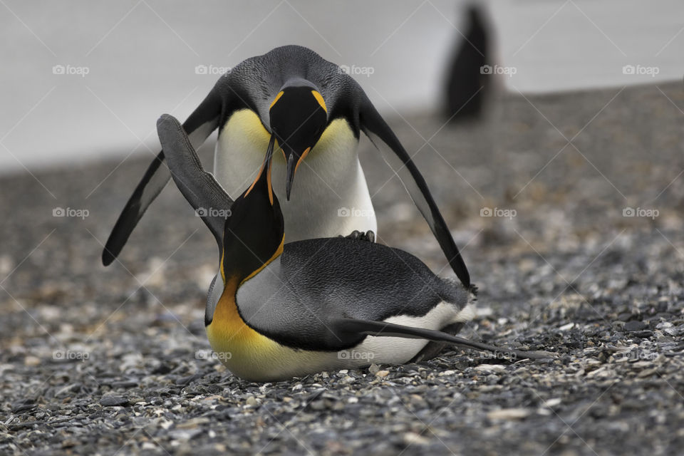 View of two penguins