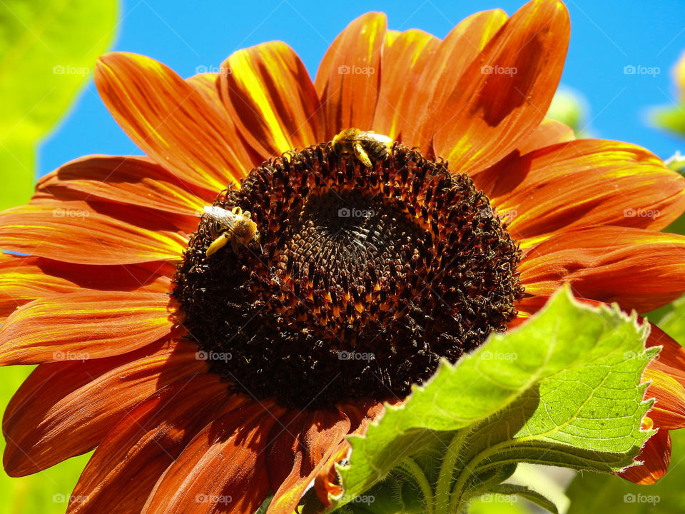 Bee's Working Together Pollinating Nature's Beauty