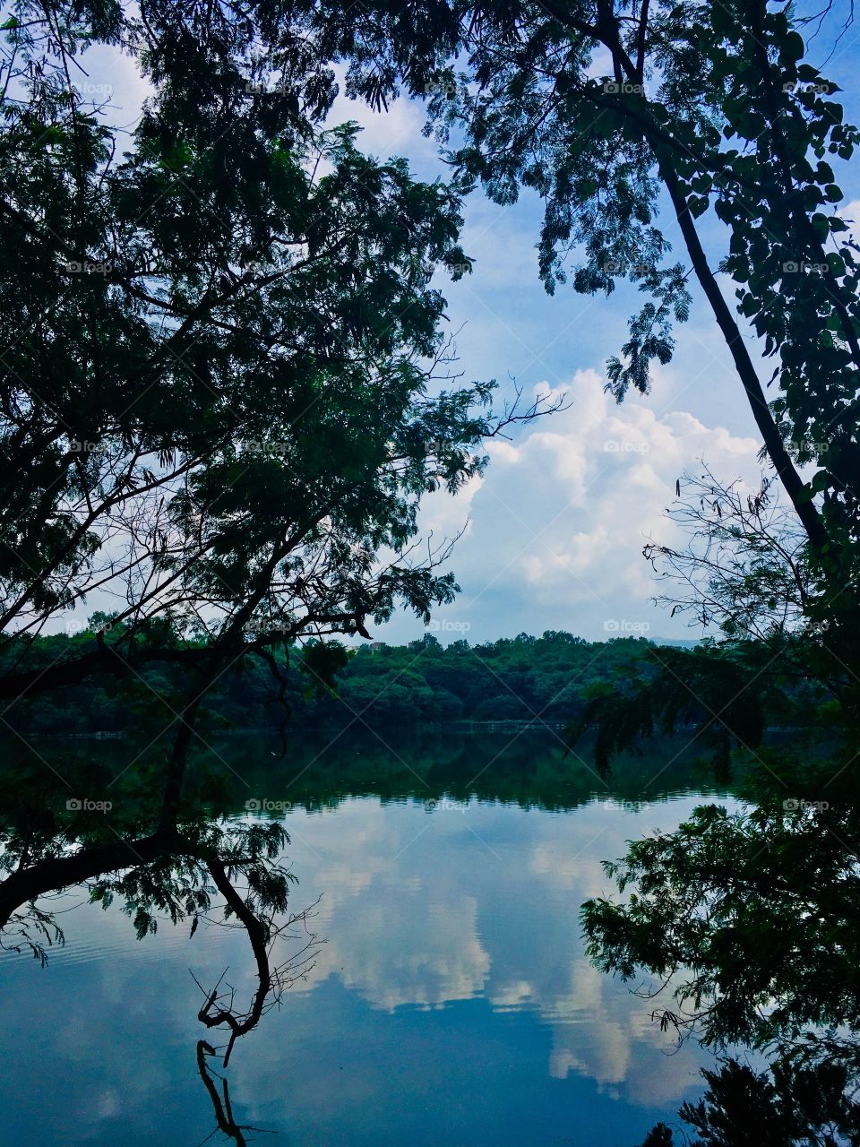 Lake and Trees