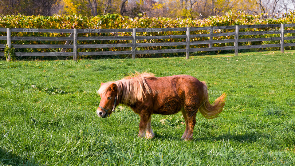 Shetland Pony grazing
