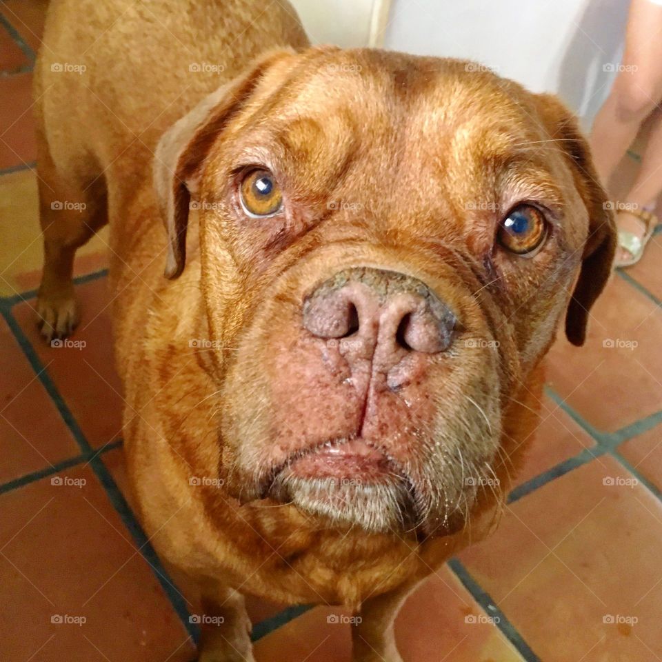 Dogs make the best of friends. 