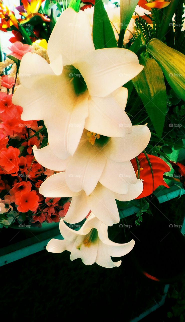 Blooming beautiful white flower outdoors
and many another flowers and leaves around