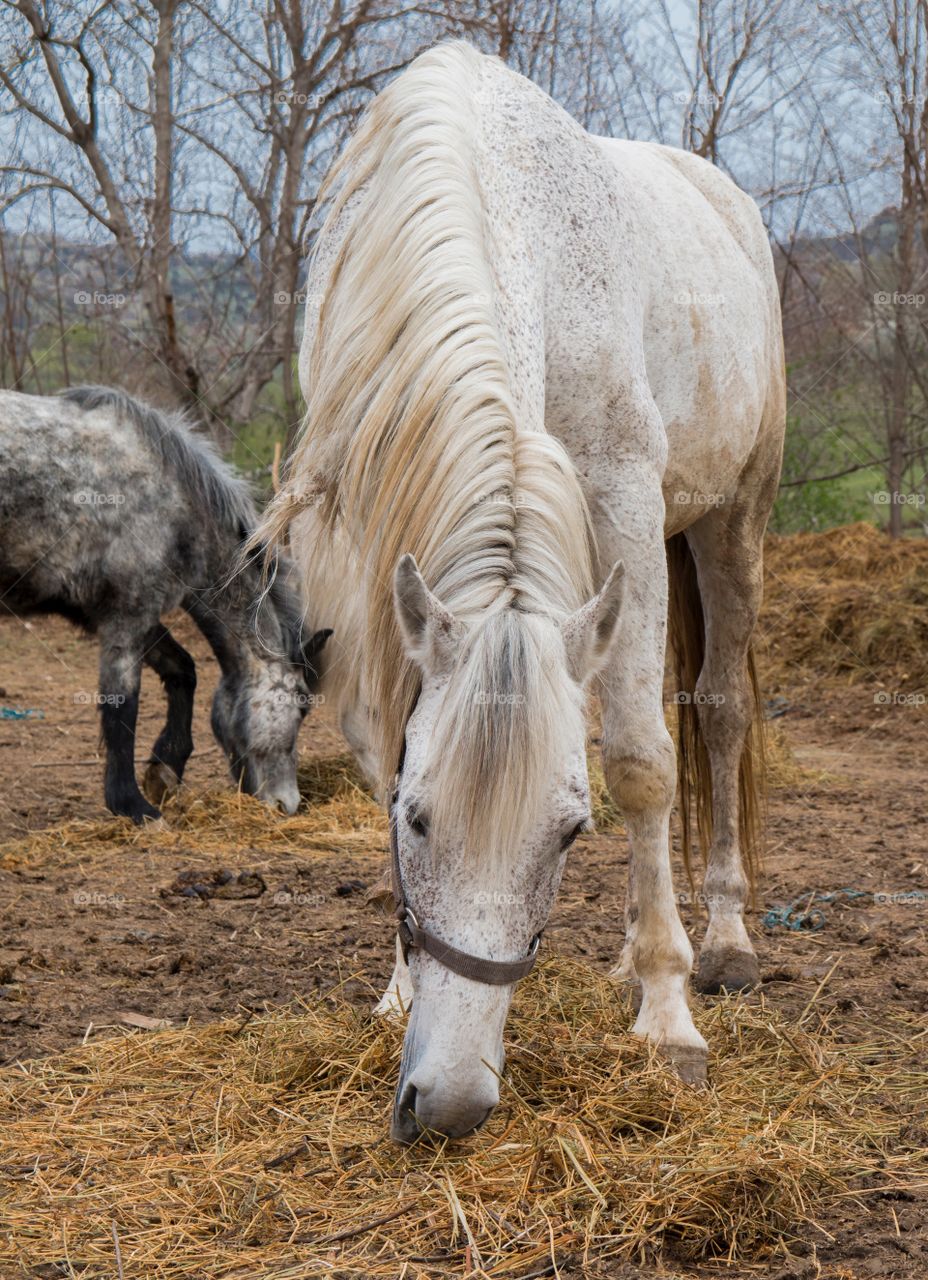 Horse portrait 