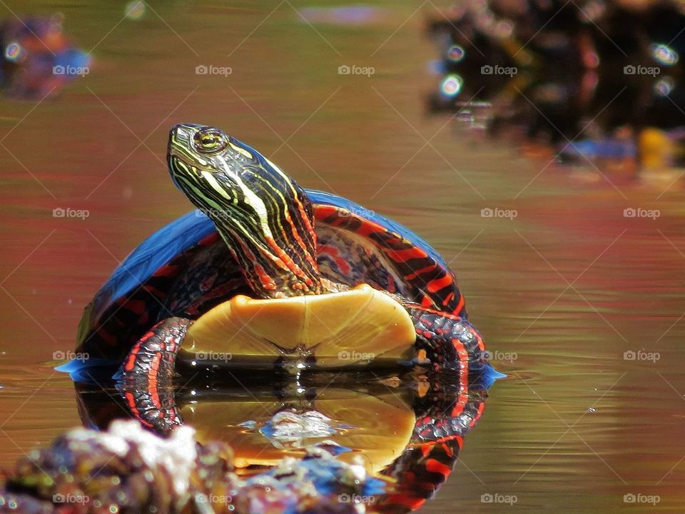 Painted Turtle chilling