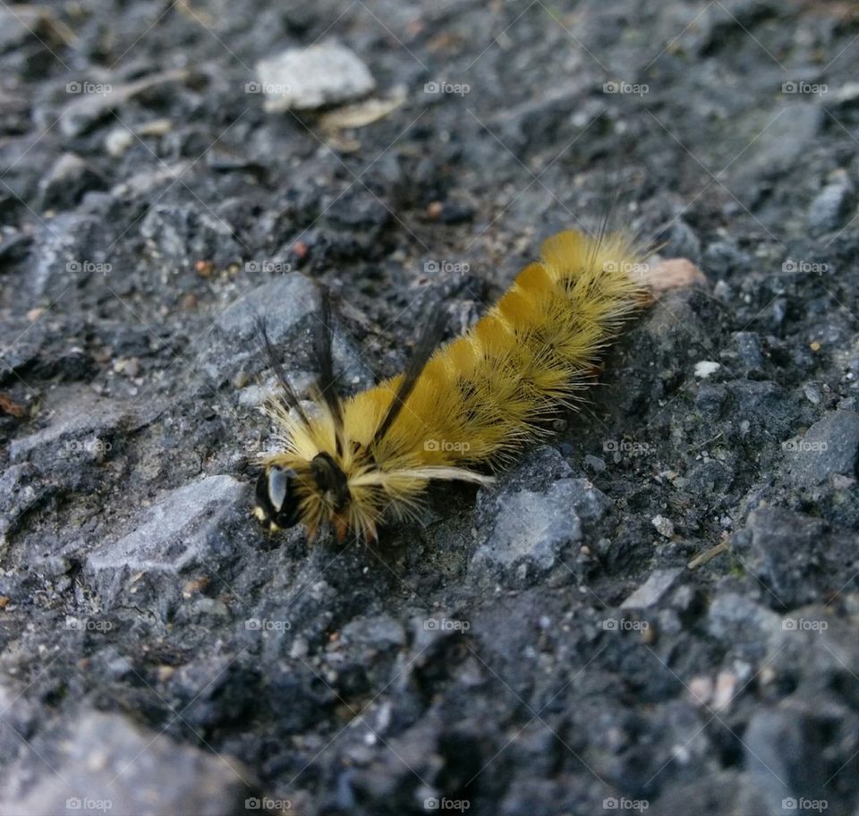 yellow caterpillar 