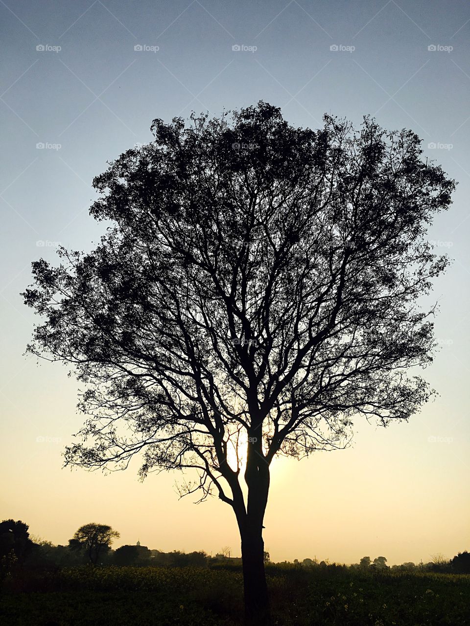 sunset with tree iphone6sclick