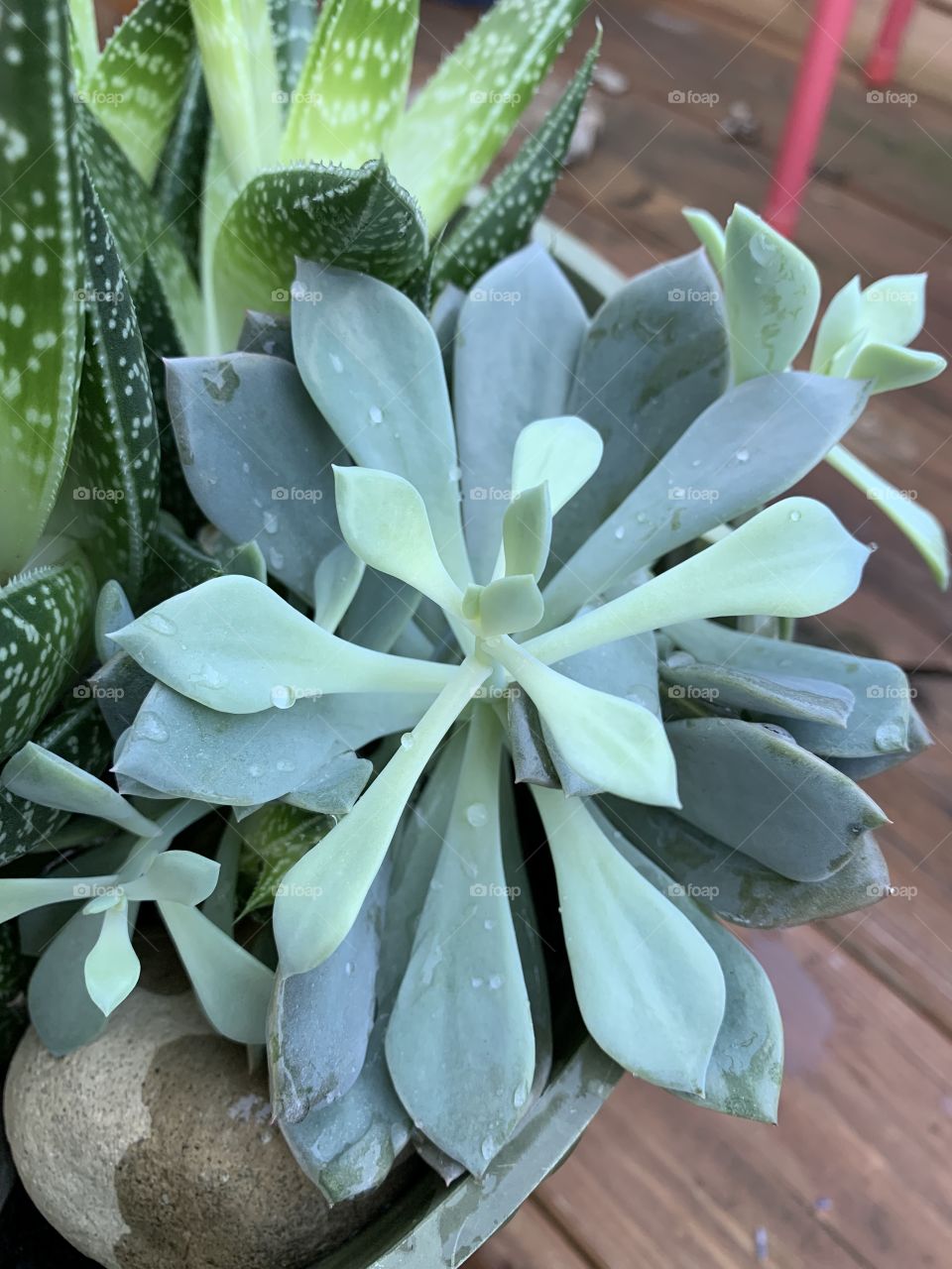 I love succulents. Varying shades of green. They all look beautiful together. They pair well with stone and wood. Droplets of water sit lovely on them. 