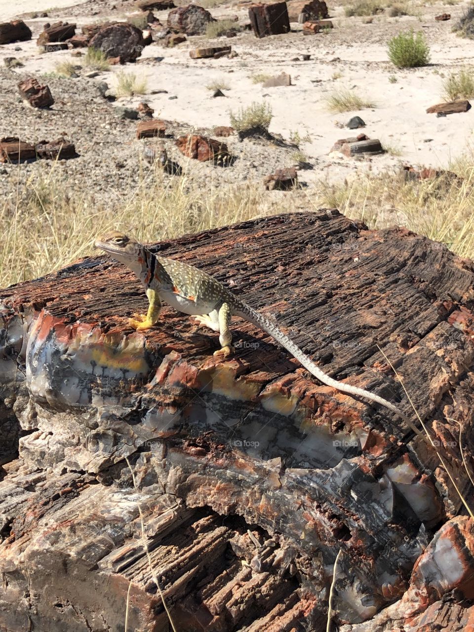 Lizard on Petrified Log