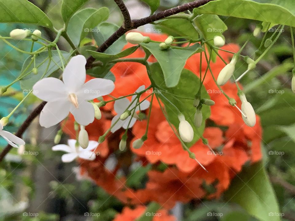 The stories of the flowers, Countryside ( Thailand)