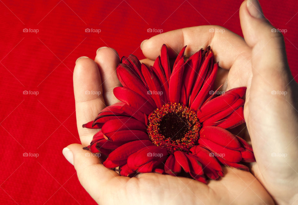 flower in the hands