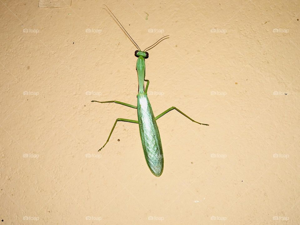 grasshopper