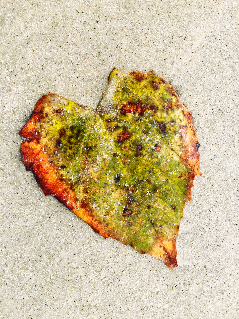 Heart-shaped leaf laying in the sand.