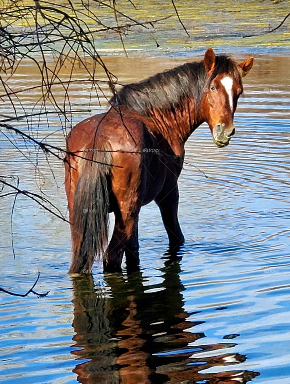 Salt River Wild Horse Glancing Back